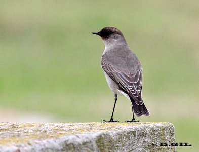 DORMILONA CARA NEGRA (Muscisaxicola macloviana) - Faro de Punta Carretas-MONTEVIDEO (Mayo 2012)