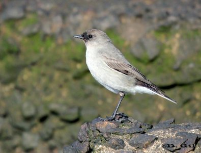 DORMILONA CARA NEGRA (Muscisaxicola macloviana) - Faro de Punta Carretas-MONTEVIDEO (Julio 2011)