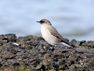 DORMILONA CARA NEGRA (Muscisaxicola macloviana) - Faro de Punta Carretas-MONTEVIDEO (Julio 2011)