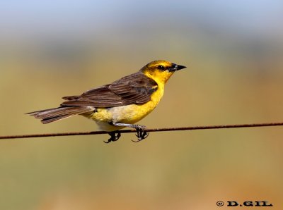 DRAGÓN (Xanthopsar flavus) - (Hembra) Cno. de Los Indios-ROCHA (Enero 2012)