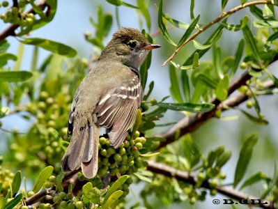 FÍOFÍO COMÚN (Elaenia parvirostris) - El Colorado-CANELONES  (Noviembre 2011)