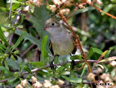 FÍOFÍO COMÚN (Elaenia parvirostris) - Jardin Botánico-MONTEVIDEO (Octubre 2011)