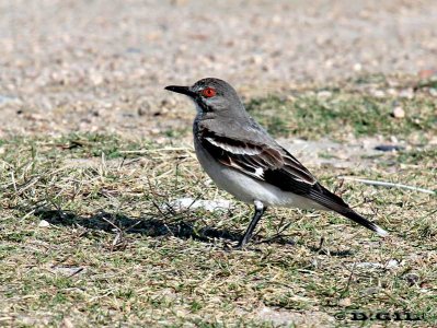 VIUDITA GRIS (Nengetus cinereus) - Faro de Punta Carretas-MONTEVIDEO (Noviembre 2010)