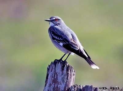VIUDITA GRIS (Nengetus cinereus) - Campo en Progreso-CANELONES (Julio 2011)