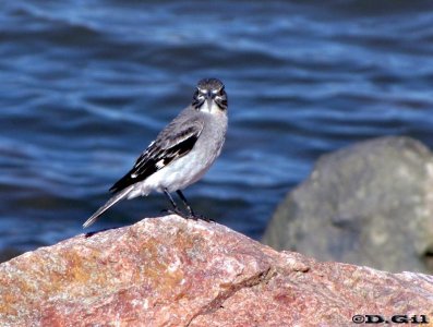 VIUDITA GRIS (Nengetus cinereus) - Rocas en la Estacada-MONTEVIDEO (Diciembre 2010)