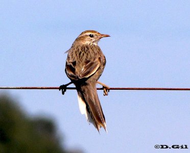 ESPINERO (Anumbius annumbi) - Campo sobre ruta 10-MALDONADO (Agosto 2009)