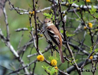MOSQUETA ESTRIADA (Myiophobus fasciatus) - Monte en El Colorado-CANELONES (Octubre 2011)