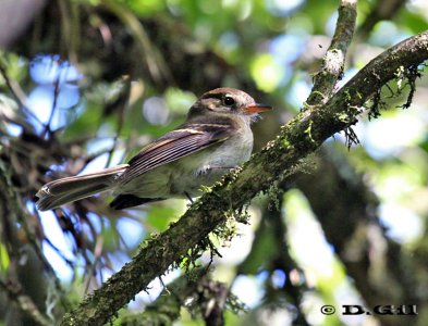 MOSQUETA DE MONTE (Lathrotriccus euleri) - Paso Paiva-CERRO LARGO (Noviembre 2011)                  