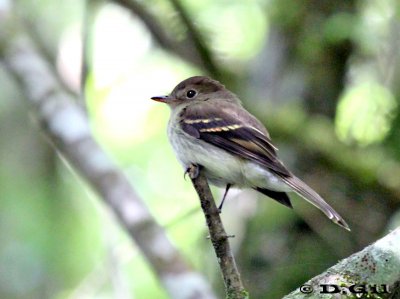 MOSQUETA DE MONTE (Lathrotriccus euleri) - Paso Paiva-CERRO LARGO (Noviembre 2011)