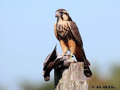 HALCÓN PLOMIZO (Falco femoralis) - Rincon de Vignoli-FLORIDA (Marzo 2012)