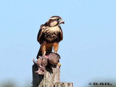 HALCÓN PLOMIZO (Falco femoralis) - Rincon de Vignoli-FLORIDA (Marzo 2012)