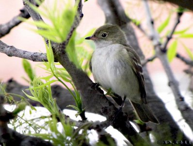 FÍOFÍO COMÚN (Elaenia parvirostris) - Barrio Pocitos-MONTEVIDEO  (Octubre 2010)