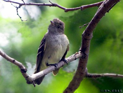 FÍOFÍO COMÚN (Elaenia parvirostris) - Parque rodó-MONTEVIDEO (Diciembre 2009)