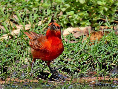 FUEGUERO (Piranga flava) - Parque Lecocq-MONTEVIDEO (Febrero 2012)