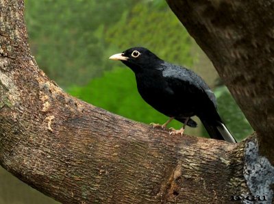 ZORZAL AZULADO (Turdus flavipes) - Foz de Iguazú-(Paraná)-BRASIL (Setiembre 2013)