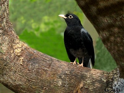 ZORZAL AZULADO (Turdus flavipes) - Foz de Iguazú-(Paraná)-BRASIL (Setiembre 2013)