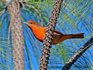 FUEGUERO (Piranga flava) - (Macho) Campo en COLONIA (Julio 2011)
