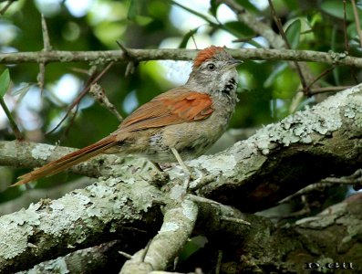 PIJUÍ FRENTE GRIS (Synallaxis frontalis) - Villa Soriano-SORIANO (Diciembre 2013)