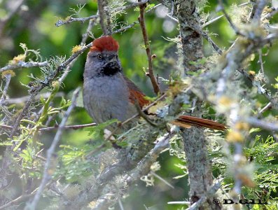 PIJUÍ FRENTE GRIS (Synallaxis frontalis) - Paso Centurión-CERRO LARGO (Noviembre 2011)
