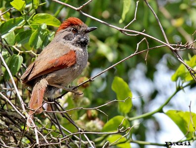 PIJUÍ FRENTE GRIS (Synallaxis frontalis) - Rincón de Melilla-MONTEVIDEO (Diciembre 2012)