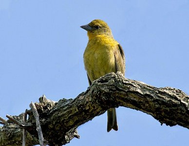 FUEGUERO (Piranga flava) - (Hembra) Jardin Botánico-MONTEVIDEO (Agosto 2011)