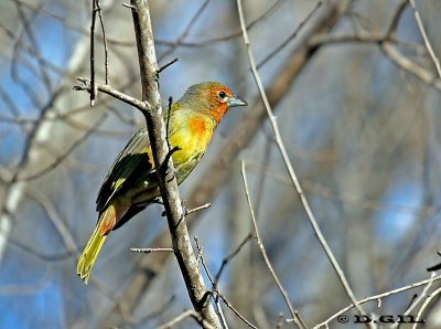 FUEGUERO (Piranga flava) - (Macho juvenil) Jardin Botánico-MONTEVIDEO (Julio 2011)