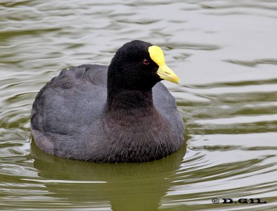 GALLARETA ALA BLANCA (Fulica leucoptera) - Lago en rambla de Parque Rodó-MONTEVIDEO (Julio 2012)