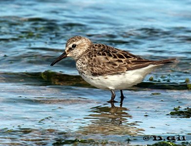PLAYERITO RABADILLA BLANCA (Calidris fuscicollis) - Jose Ignacio-MALDONADO (Octubre 2011)