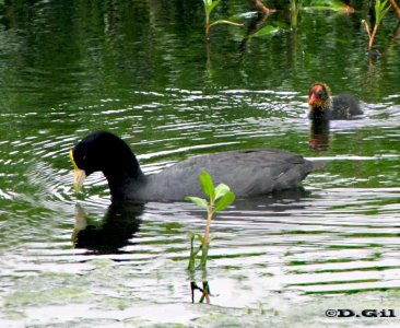 GALLARETA ALA BLANCA (Fulica leucoptera) - (Adulto con pichon) Lago en Shangrila-CANELONES (Noviembre 2009)