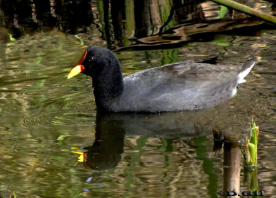 GALLARETA ESCUDETE ROJO (Fulica rufifrons)  - Lago del Parque Rivera-MONTEVIDEO (Setiembre 2009)