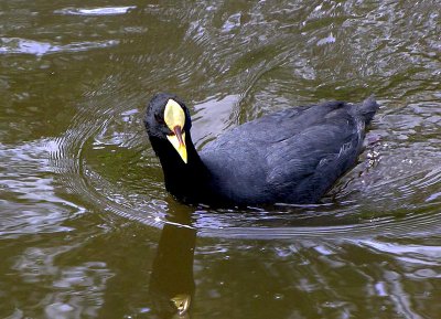 GALLARETA GRANDE (Fulica armillata) - Lago del Parque Rivera- MONTEVIDEO (Marzo 2009)