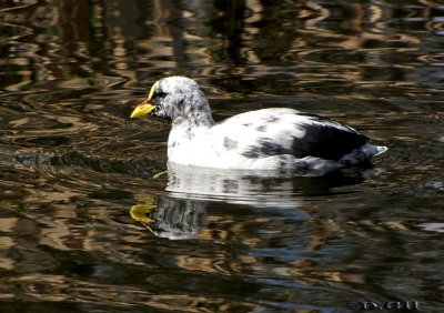 GALLARETA GRANDE (Fulica armillata) - (Ejemplar con Leucismo) Lago del Parque Rivera-MONTEVIDEO (Agosto 2009)
