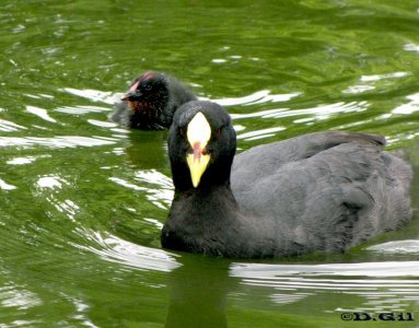 GALLARETA GRANDE (Fulica armillata) - (Adulto con pichon) Lago del Parque Rivera-MONTEVIDEO (Noviembre 2009)