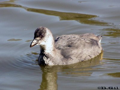 GALLARETA GRANDE (Fulica armillata) - (Juvenil) Lago del Parque Rivera-MONTEVIDEO (Julio 2010)
