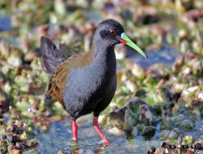 GALLINETA COMÚN (Pardirallus sanguinolentus) - Bañadito Santiago Vazquez-MONTEVIDEO (Julio 2011)