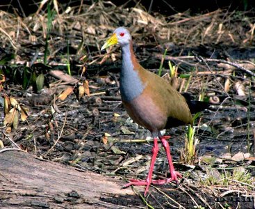 GALLINETA GRANDE (Aramides ypecaha) - Islote en Parque Rivera-MONTEVIDEO (Agosto 2009)