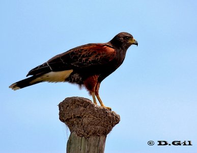 GAVILÁN MIXTO (Parabuteo unicinctus) - Punta Espinillo-MONTEVIDEO (Setiembre 2011)