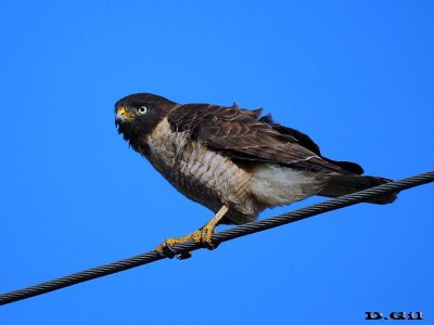 GAVILÁN COMÚN (Rupornis magnirostris) - Punta Espinillo-MONTEVIDEO (Junio 2011)