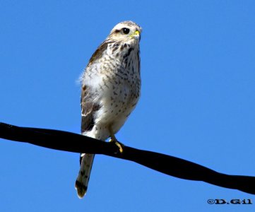 GAVILÁN COMÚN (Rupornis magnirostris) - (Juvenil) Laguna del Diario- MALDONADO (Febrero 2010)