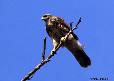 GAVILÁN MIXTO (Parabuteo unicinctus) - (Inmaduro) Facultad de Agronomía - MONTEVIDEO (Agosto 2009)