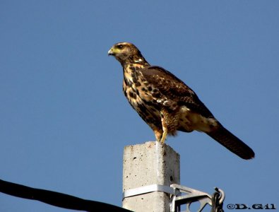 GAVILÁN MIXTO (Parabuteo unicinctus) - (Inmaduro) Ruta 102-Colonia Nicolich-CANELONES (Agosto 2010)