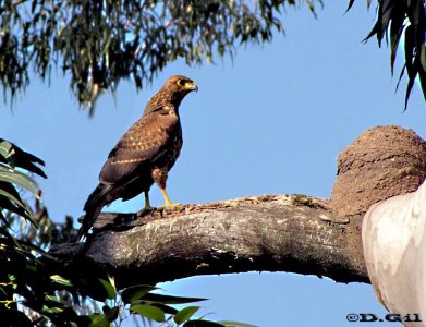 GAVILÁN MIXTO (Parabuteo unicinctus) - (Inmaduro) jardin Botánico-MONTEVIDEO (Julio 2010)