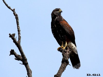 GAVILÁN MIXTO (Parabuteo unicinctus) - Rambla de Solymar-CANELONES (Marzo 2011)