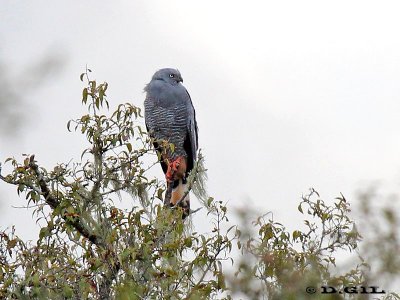 GAVILÁN PATAS LARGAS (Geranospiza caerulescens) - Monte sobre Aº Coladeras-RÍO NEGRO (Abril 2012)