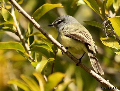TIQUITIQUI TRINADOR (Serpophaga griseicapilla) - Jardin Botánico-MONTEVIDEO (Agosto 2013)