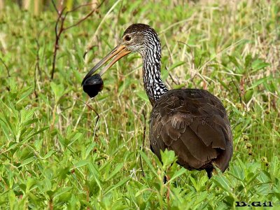 CARAO (Aramus guarauna) - Bañadito en Rincón de Melilla-MONTEVIDEO (Noviembre 2013)