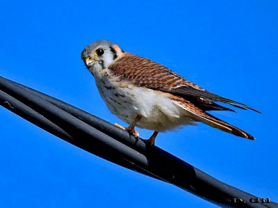 HALCONCITO COMÚN (Falco sparverius) - (Hembra) Punta Espinillo-MONTEVIDEO (Julio 2011)