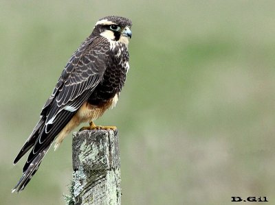 HALCÓN PLOMIZO (Falco femoralis) - Colonia Wilson - SAN JOSE (Marzo 2014)