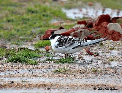 GAVIOTÍN COLA LARGA (Sterna hirundinacea) - (Juvenil)  Faro de Punta Carretas-MONTEVIDEO (Setiembre 2012)