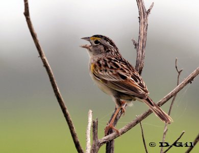      CHINGOLO CEJA AMARILLA (Ammodramus humeralis) - Campo sobre Aº El Tigre-SAN JOSE (Noviembre 2011)